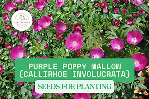 Purple Poppy Mallow Seeds – Callirhoe Involucrata – 15 Seeds for Planting, Hardy Perennial Wildflower With Vibrant Magenta Blooms - Etsy