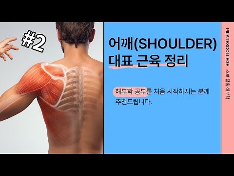 어깨 근육 정리 / 초보탈출 해부학 필라테스 강사 트레이너를 위한 초보 탈출 해부학입니다.