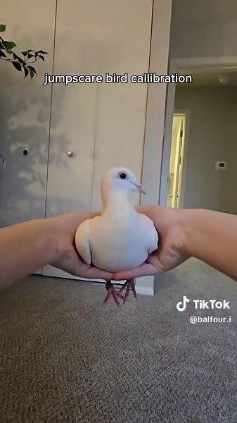 Proving Pink Pigeons Can Fly Gracefully