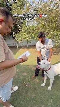 How to install microchip☎️into your dog🐶#dogoargentino #trending #viral #fyp #youtubeshorts