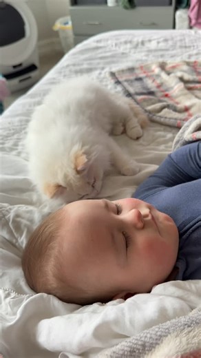 Pearl’s Ragdolls on Instagram: "Just two babies napping together"