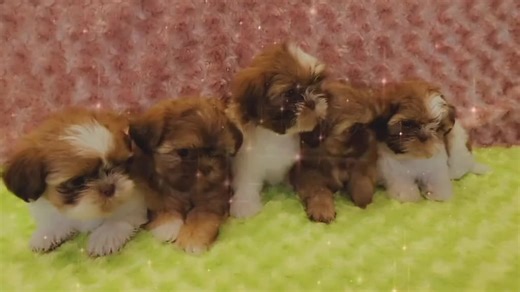 mini_teacup puppies on TikTok