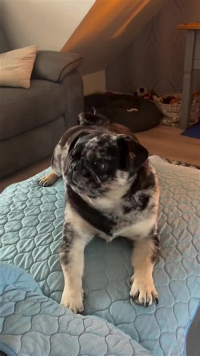 When Your Marble Cake Loaf Turns Into A Real Pug! #pug #pugs #dogs #pugloversclub #puglover Credit: 📷📸 👑Eric Chavez