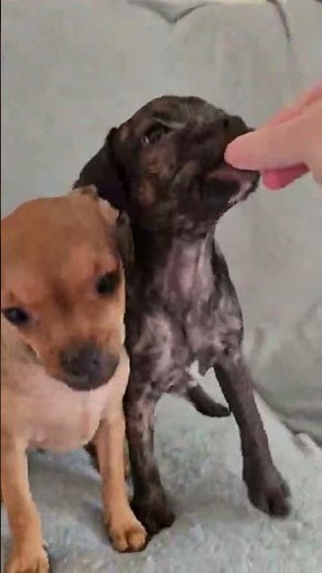 Video of adoptable pet named Blitzy, A Pug-Chihuahua mix puppy
