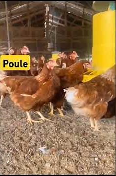Alimentation des poules pondeuses #chicken #poussins