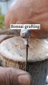 39K views · 96 reactions | 4 new grafting methods for fruit tree #plantgrafting #graftingplant #graftingtechniques #grafting #growingtree #anthurium #anthuriumhybrid #flowerplant #flowers #roseflower #Growing #Planting #FlowerPlant #Anthurium #plantingroots #roses | Ｒｅｌａｘ | Facebook