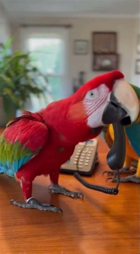 Two parrots arguing like humans over who gets to use the phone first.