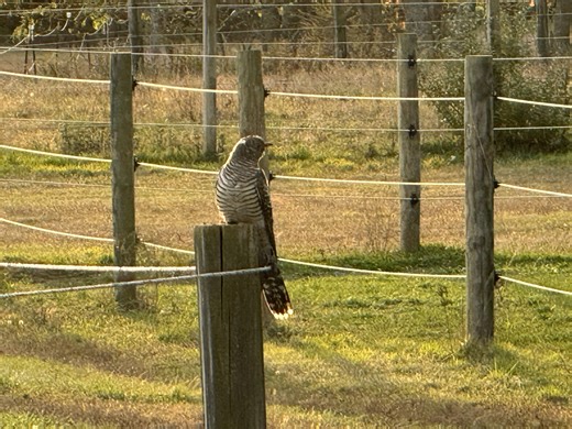 Birders from near and far go 'cuckoo' for rare bird spotted in Riverhead - Riverhead News Review