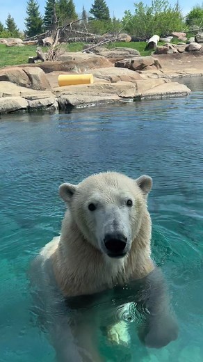 Aurora is always shining ✨😍🐻‍❄️