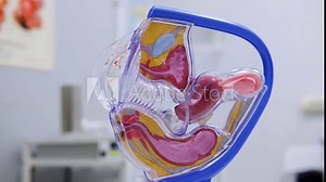 Model of the female reproductive system. Gynecology and medicine health care. The internal structure of the body: vagina, uterus, fallopian tubes, ovaries.