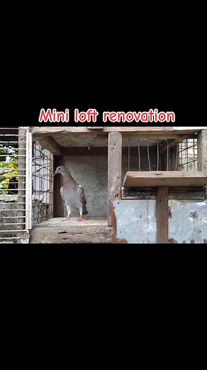 Creating a Mini Loft for Pigeons: A Step-by-Step Guide