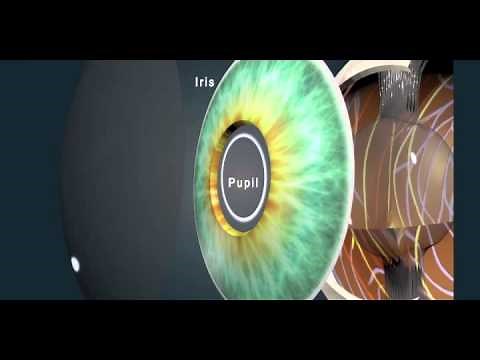 Eye Animation