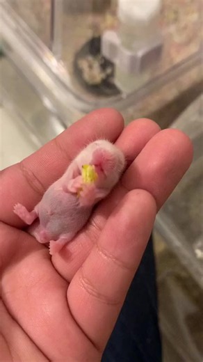 Hamster cute ở Đà Nẵng: Chuột hamster Robo dễ thương nhất