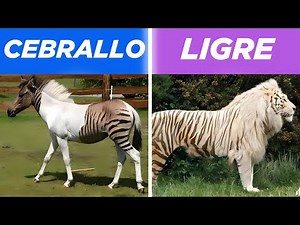 10 ANIMALES HÍBRIDOS Más Increíbles CREADOS Por El Hombre