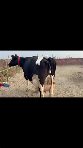 106K views · 4.7K reactions | #cow #dairyfarm #dairy_farming #modern_dairy_farming #modern_agriculture #agricultural_machines #amazing_technology #advance_technology #modern_technolog | cow tv | Facebook
