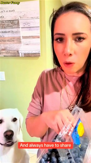 WHAT IT’S LIKE LIVING WITH A YELLOW LAB!! 🐾 Pure love, endless energy, and a best friend for life. That’s life with a Lab! 💛 | Buster Funny