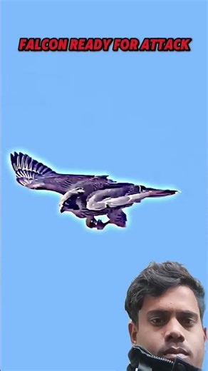 Peregrine Falcon Hunting😱😈 #shorts #trending #animals #falcon #speed #birds #aura
