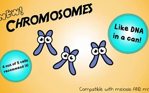 [小白]Mitosis- The Amazing Cell Process that Uses Division to Multiply! 有丝分裂，超萌的