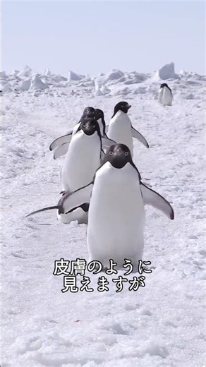南極でペンギンに触ってはいけない理由
