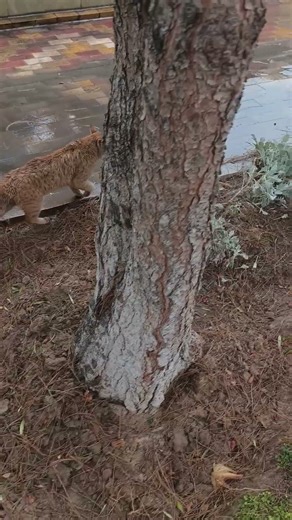 Orange kitty is wet and meowing sadly😔 #orangecat #cat #kitty #straycat #pettingcat #meow #feeding