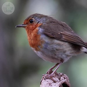 117K views · 68 reactions | Did you realise these 8 common kitchen leftovers make great food for your garden birds? | Country Living Magazine | Facebook