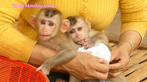 31K views · 839 reactions | Baby Lion Crying So Scare When Mom Put Him To Play Inside The Basket | Baby Lion | Facebook