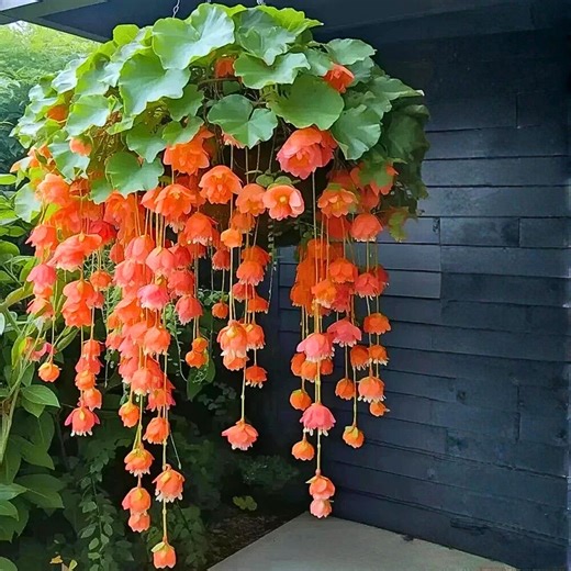 20 Red Scotch Bonnet Pepper Seeds - Etsy