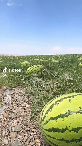 Watermelon farming #LetsGrowTogether