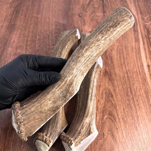 3 Pack Raghorn Elk Antler Dog Chews Thick 9” - Etsy