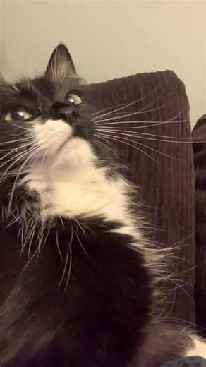 Hypnotized #lifeofpippi #kittycat #tuxedocats #cute #cutiebaby #tuxedocatsrule #catvideo #tuxedocatsofinstagram | Life of Pippi