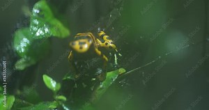 A golden poison dart frog Phyllobates terribilis sits on a leaf in the rainforest. The frog is bright yellow with black spots and has a black stripe running down its back. It is surrounded by green