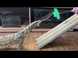 Training avec mon varan 2PAC et explication de l’importance du renforcement positif avec ces animaux