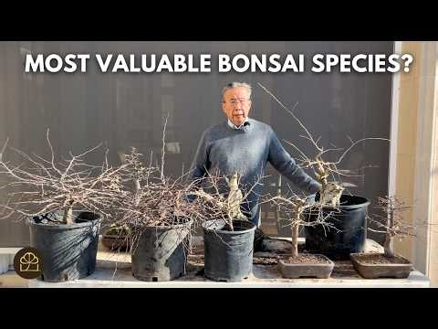 Transforming Old Korean Hornbeam Stumps into Bonsai & Why Korean Hornbeam Bonsai Are So Valuable