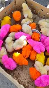 7.3K views · 301 reactions | Coloured Chicks  珞 How cute  | Rehaan kd vlogs | Facebook