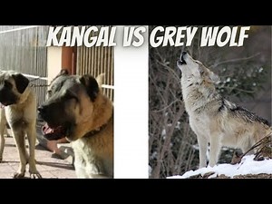 WILD FIGHT! Kangal Takes on Grey Wolf