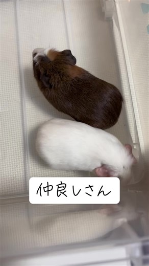 #モルモット好きさんと繋がりたい #モルモット多頭飼い #モルモットの居る暮らし #ペットのいる暮らし #交尾しようとしてるけど男の子同士