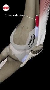 Discover the Small Muscle in the Knee: Articularis Genu! 💪 Ever heard of the articularis genu? This small, often overlooked muscle in your knee plays a major role in your joint health! 📍 Location: This little muscle is a game-changer. It sits at the front of the knee, just beneath the quadriceps. 🔍 Function: It lifts the synovial membrane of the knee joint as you extend your leg, preventing it from getting pinched and ensuring smooth movement. 🌟 Why does it matter? Even though it’s small and