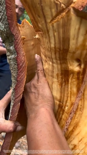 The Uses and Harvesting Wisdom of Cinnamon Bark