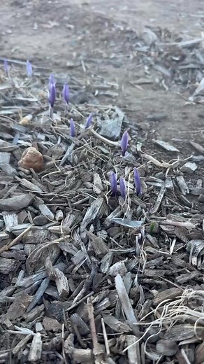 Are you a novice gardener looking for success? 🌼 This isn't just any flower - it's saffron, the world's most expensive spice! And we have exciting news: you can grow it in your own backyard. Right now is the perfect time to reserve your saffron corms for 2026. Watch as we hand-pick real saffron flowers and extract the deep red stigmas that make this spice so valuable. It's not just beautiful; it's rare & surprisingly easy to grow... even if you're new to gardening! If you live in zones 4-10, gr