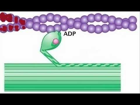 Myosin is Thick, Actin is Thin