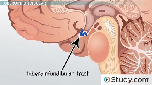 How Changes in the Dopaminergic System Affect Cognitive Aging