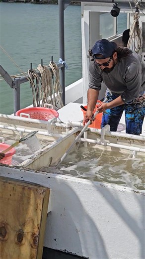 4.7K views · 62 reactions | Reloading our holding tanks with Quality Live Shrimp Saturday midday, getting ready for this evening and tomorrow sunday morning. Saludos ✌️  ⚓️ | Brownsville Bait & Tackle | Facebook