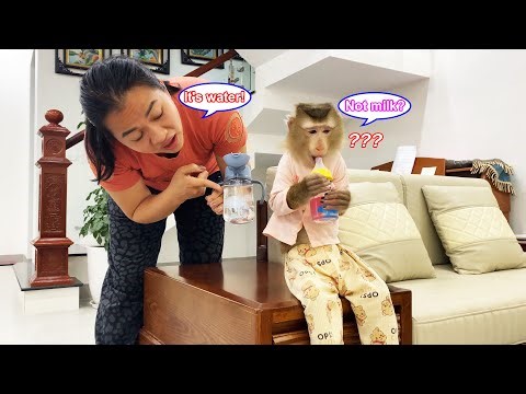 Monkey Lyly innocently drinks water from her baby bottle, and here's the truth behind it.
