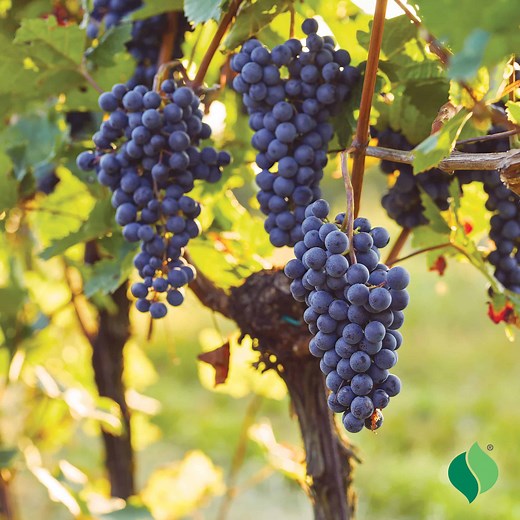 Grape, Mars (seedless)