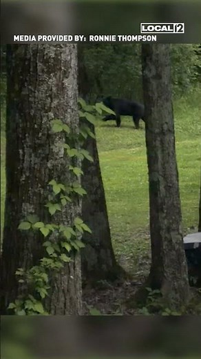 Bear sightings in Ohio?