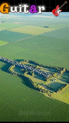 A Man Planted a Guitar-Shaped Forest for His Late Wife | Visible From Space | Mohsim