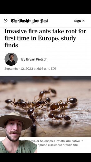 Italy has a new visitor 🐜 #insect #ecology #bugs #nature #animals #wildlife #hiking #forest #science #taxonomy #documentary #photography #entomology #ants #fireant #news #naturenews #myrmecology #greenscreen #greenscreenvideo