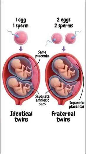 Understanding How Twins Are Formed: A Biological Insight