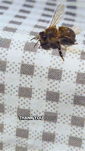 Thank You Honey Bee 🐝✨ (Original Song) #Shorts