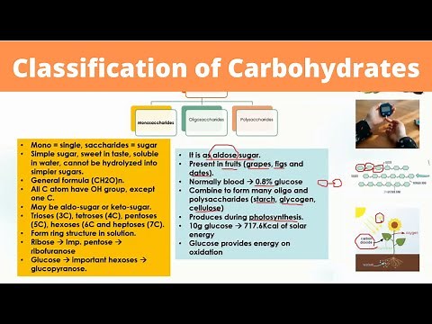 Classification of Carbohydrates | Structure and Function with Examples | Biological Molecules